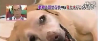 要讓人類聽懂動物的語言，AI還需克服哪些難題？