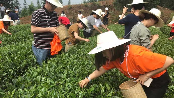 這片北緯30°的優(yōu)質(zhì)茶園，探索了產(chǎn)業(yè)扶貧擁抱“互聯(lián)網(wǎng)+“新路