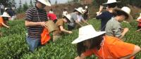 這片北緯30°的優(yōu)質(zhì)茶園，探索了產(chǎn)業(yè)扶貧擁抱“互聯(lián)網(wǎng)+“新路