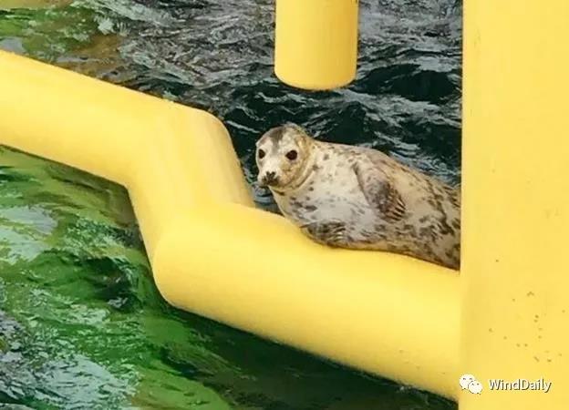 海上風(fēng)電破壞海洋生態(tài)？海豹：想多了！